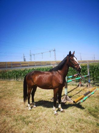 Furioso-115 Fantom