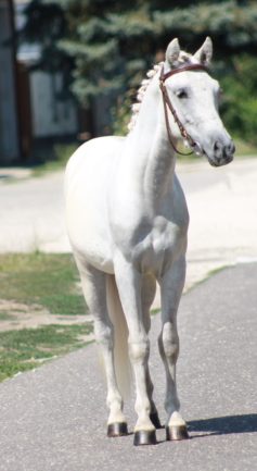 Alu