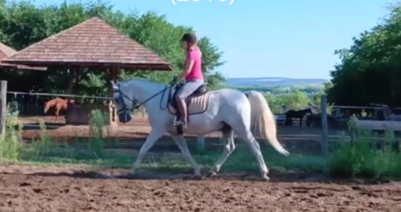 Siglavy Capriola XVI-21