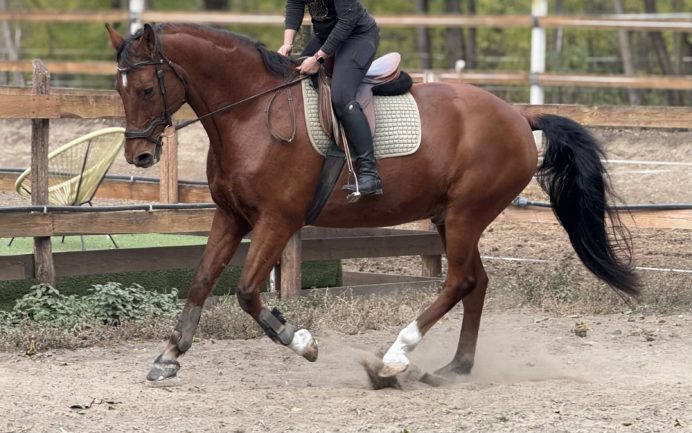 Blokád V-114 Sólyom