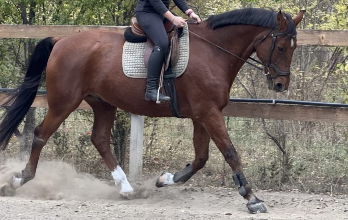 Blokád V-114 Sólyom