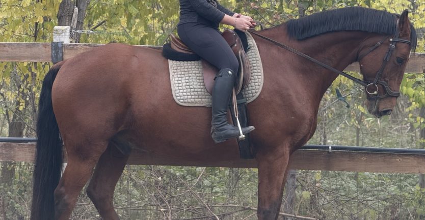 Blokád V-114 Sólyom