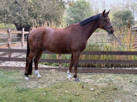 Blokád V-114 Sólyom