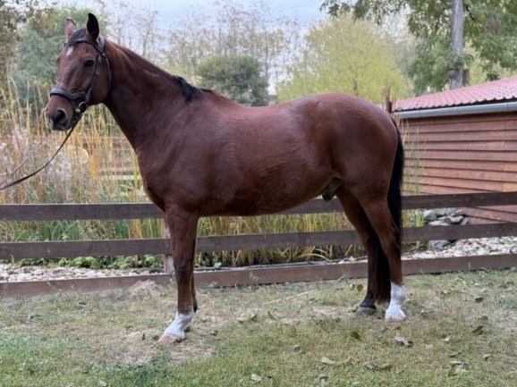 Blokád V-114 Sólyom