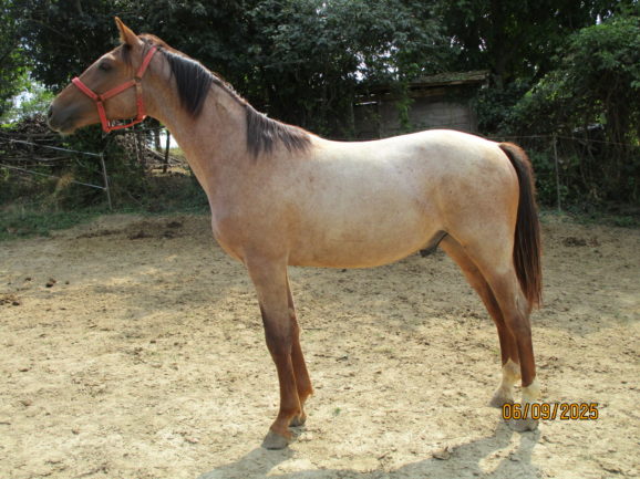 Betyár