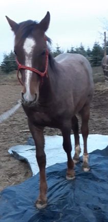 Betyár