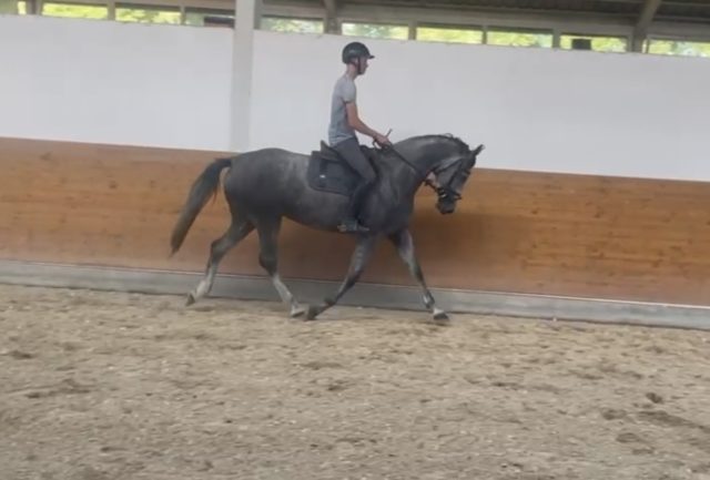 Közvetlen Cornet Obolensky Holsteini kanca