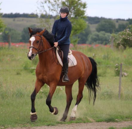 11 éves sportló kanca