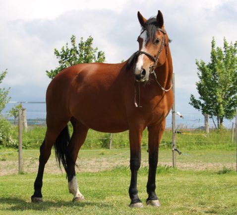 11 éves sportló kanca