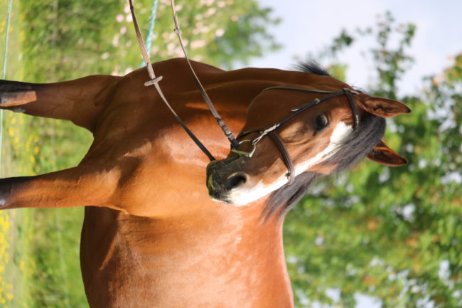 11 éves sportló kanca