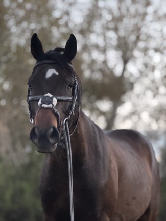 Főnix ( Furioso XLV-16 Tisza)