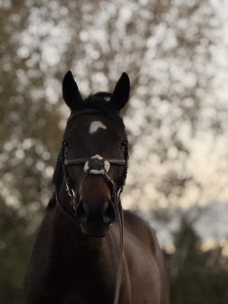 Főnix ( Furioso XLV-16 Tisza)