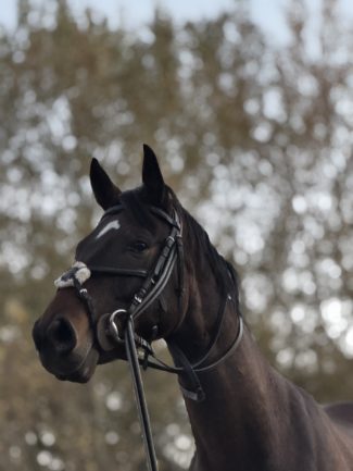 Főnix ( Furioso XLV-16 Tisza)