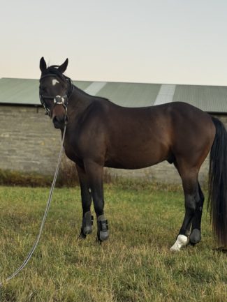 Főnix ( Furioso XLV-16 Tisza)