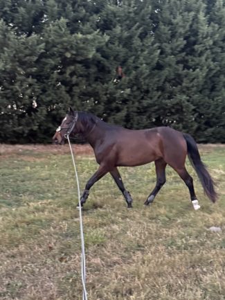 Főnix ( Furioso XLV-16 Tisza)