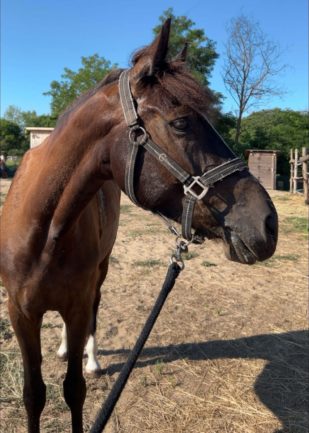 Black-Dream (e. Csillag)