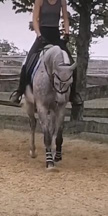 Koh-i-Noor”Csoda”