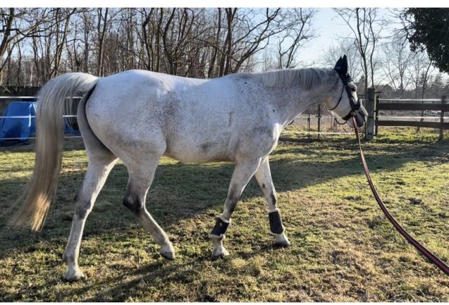 Koh-i-Noor”Csoda”