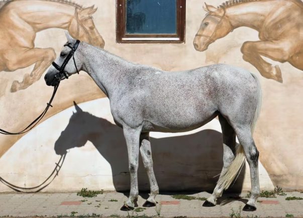 Koh-i-Noor”Csoda”