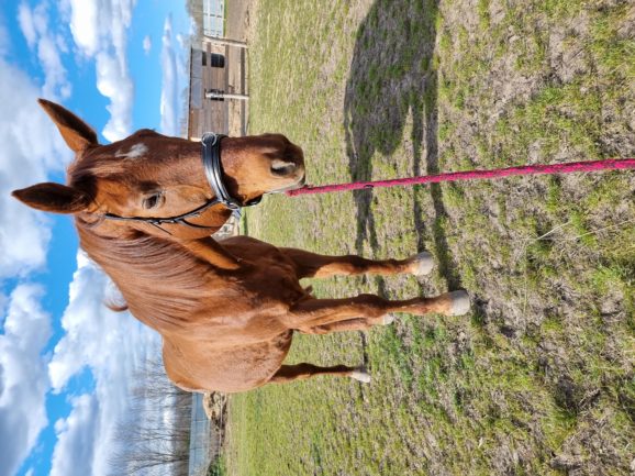 Gidran XXVI-3 Seriff