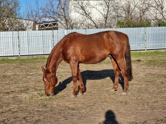 Gidran XXVI-3 Seriff