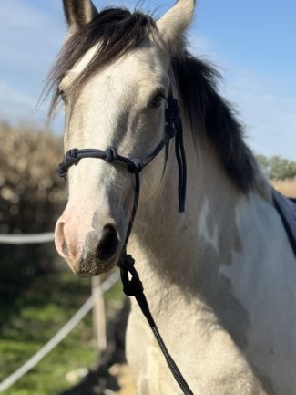 Csillagösvény Pünkösd