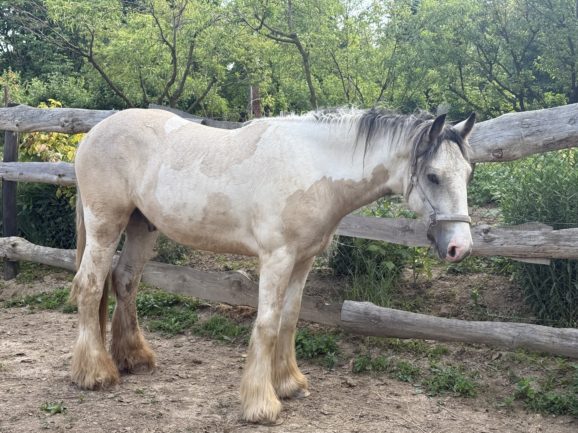 Csillagösvény Pünkösd