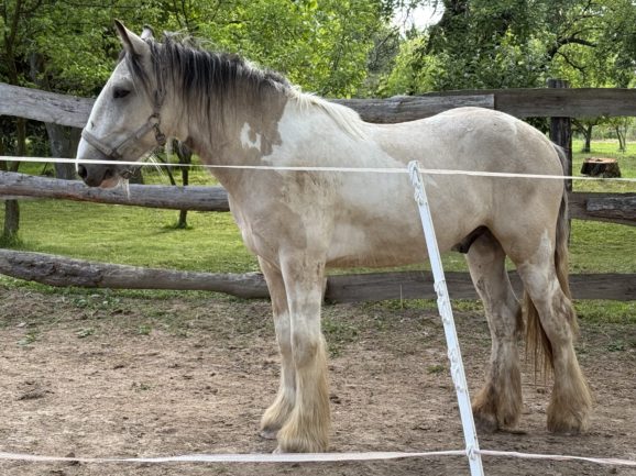 Csillagösvény Pünkösd