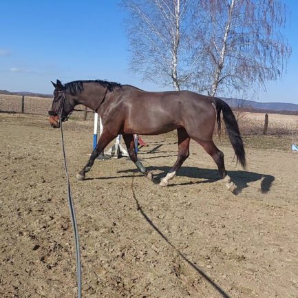 Bellissima (vemhes - mén: Kahuna)