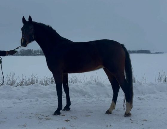 Közvetlen Cornet Obolensky kanca! 