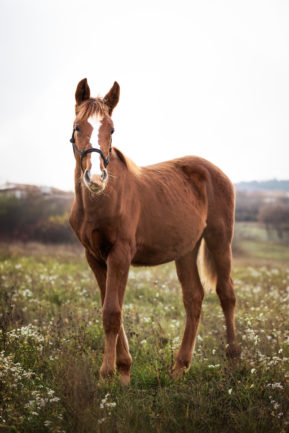 Szikrázó Afrodité
