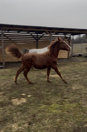 Szikrázó Afrodité