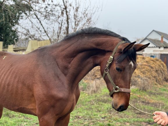 ASTERIX VAN DE RAVERSHOEK