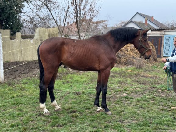 ASTERIX VAN DE RAVERSHOEK