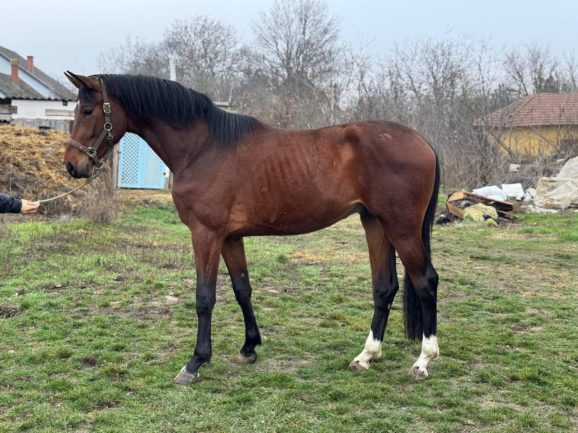 ASTERIX VAN DE RAVERSHOEK