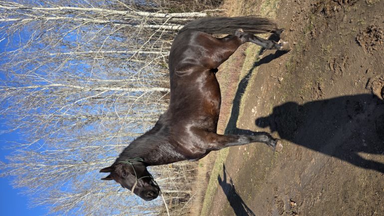 Derekegyház Nonius-202 Ínség