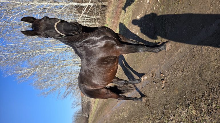 Derekegyház Nonius-202 Ínség