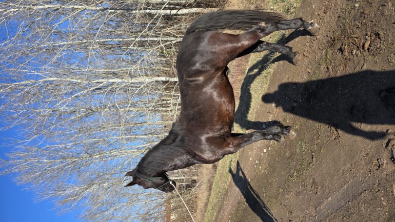 Derekegyház Nonius-202 Ínség