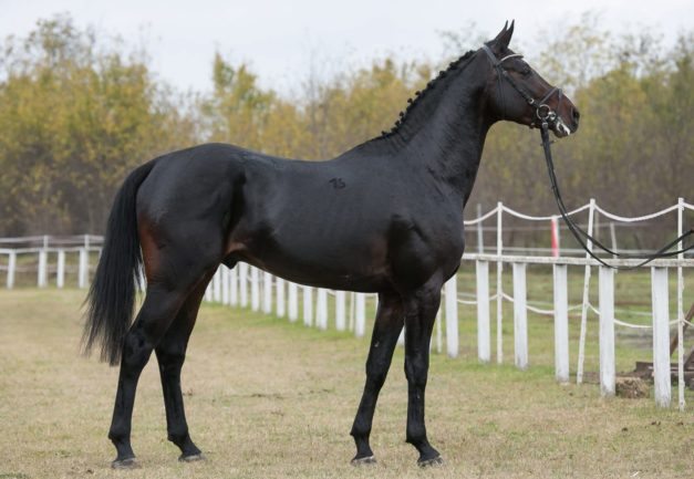 Furioso L-29 Legenda