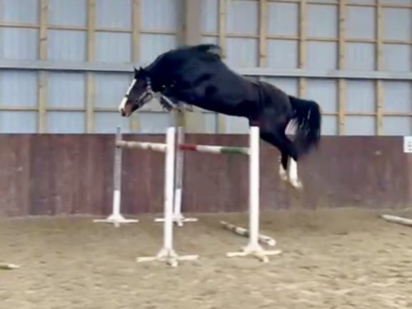 Jericho Miles Morales