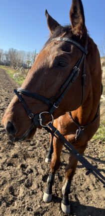 Hand Furioso Látomás