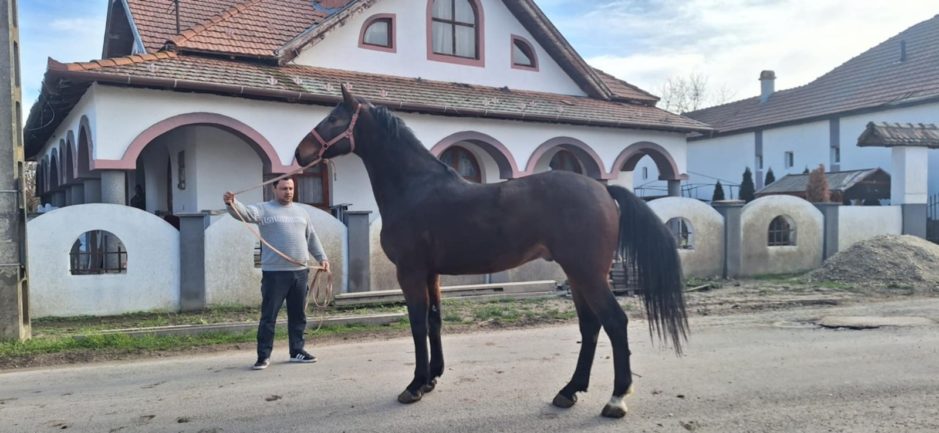 Herceg