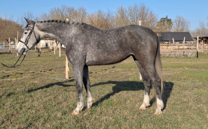 Caraloc 10 de Bognar