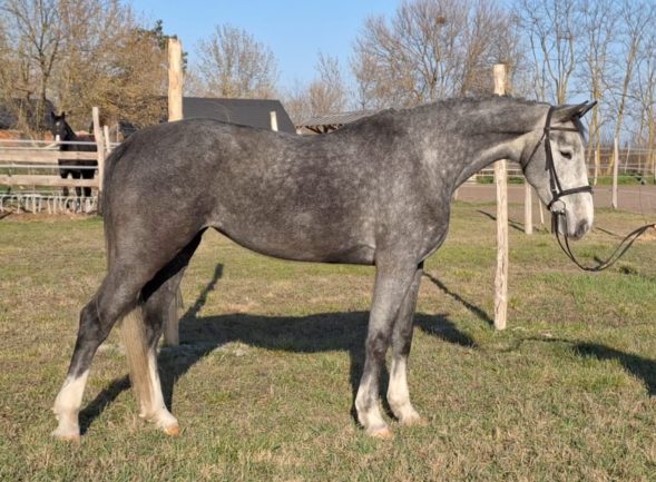 Caraloc 10 de Bognar