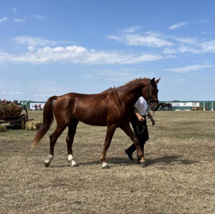 Gidran XXXIV-31(Madrigál)