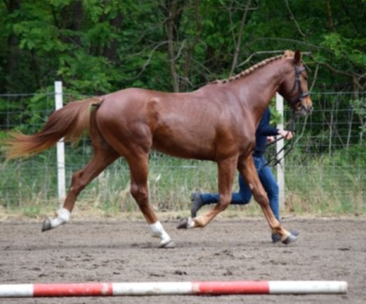 Gidran XXXIV-31(Madrigál)