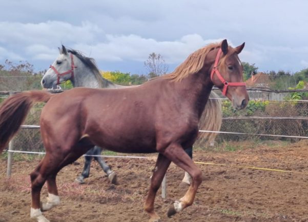 Gidran XXXIV-31(Madrigál)