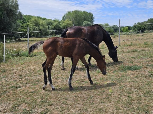 KB Cappy (Kahuna×Higi Linkel)