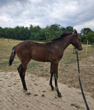 KB Cappy (Kahuna×Higi Linkel)