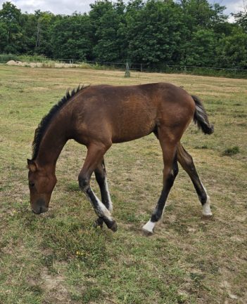 KB Cappy (Kahuna×Higi Linkel)